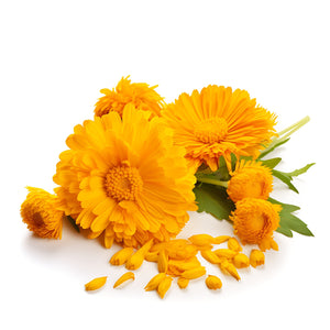 Calendula