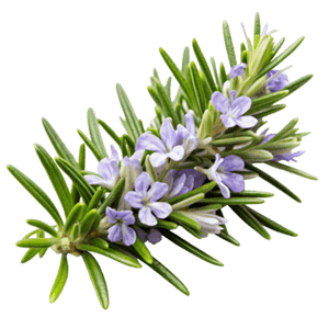 Rosemary