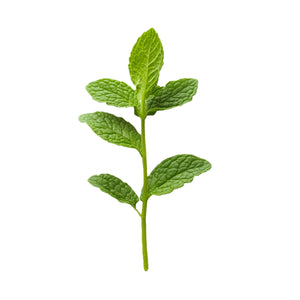 Tulsi