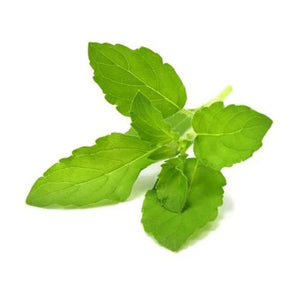Tulsi