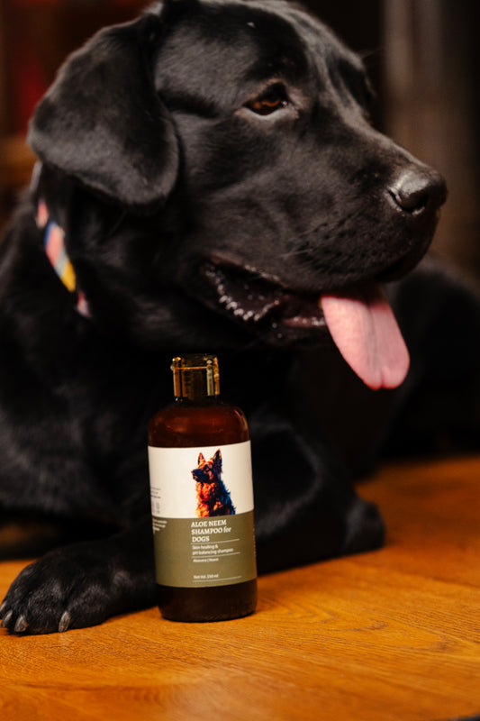 Aloe Neem Shampoo for Dogs - Anahata Organic