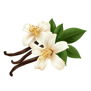 Vanilla