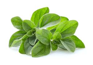 Marjoram