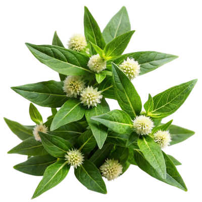 Bhringraj