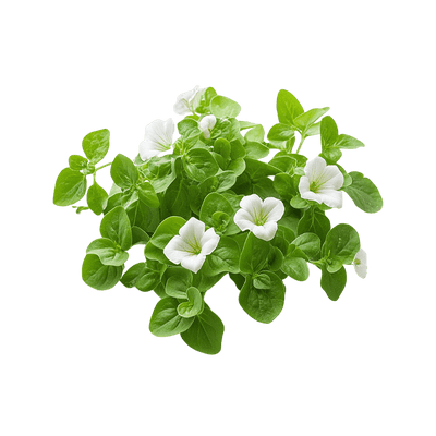 Brahmi