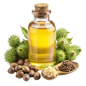 Castor seed