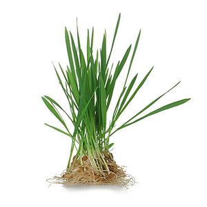 Citronella