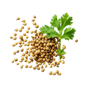 Coriander seeds
