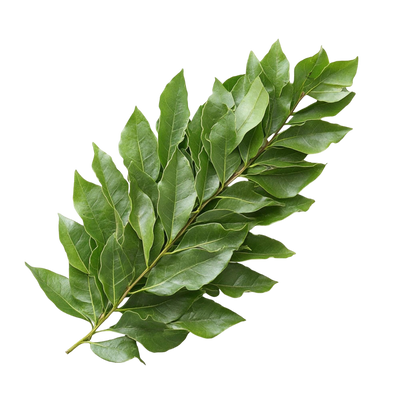 Curry Leaves