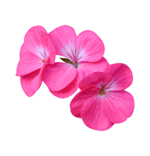 Geranium
