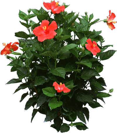 Hibiscus
