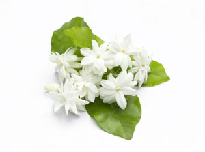 Jasmine