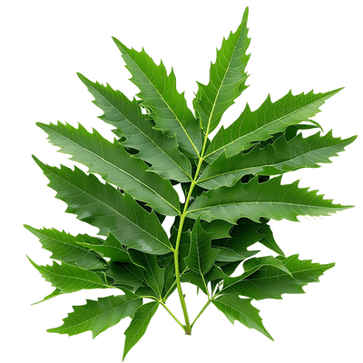 Neem