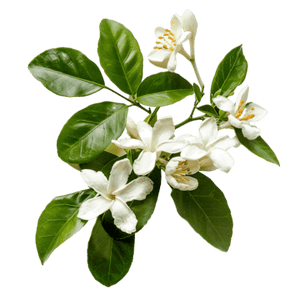 Neroli