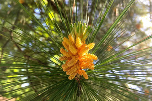 Pine Flower