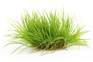 Vetiver