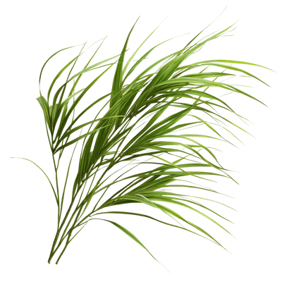 Vetiver