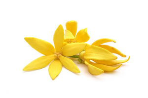 Ylang ylang