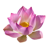 LOTUS FLOWER