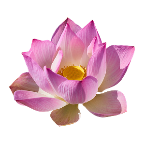 Lotus Flower