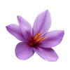 SAFFRON