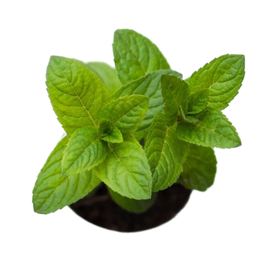 Tulsi